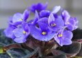 Rêver de violettes - 20 significations et symboles
