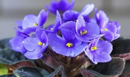 Rêver de violettes - 20 significations et symboles