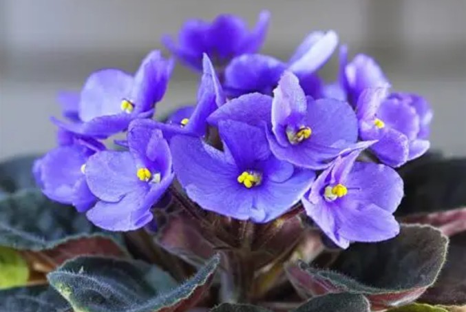 Rêver de violettes – 20 significations et symboles