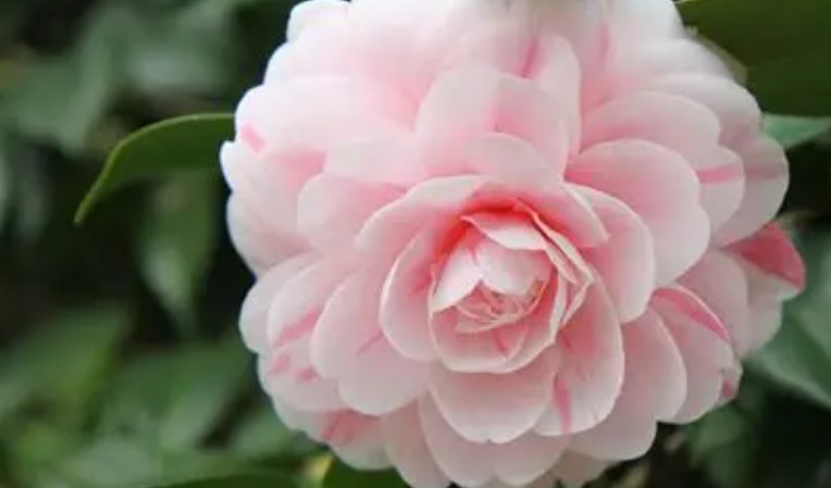 Rêver de camélias – 24 significations et symboles
