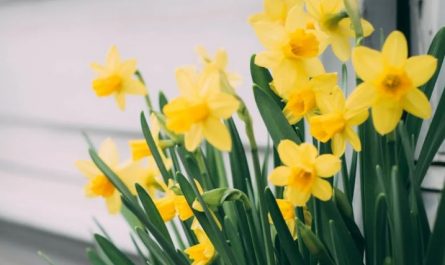 Rêver de jonquilles - 9 significations et symbolismes
