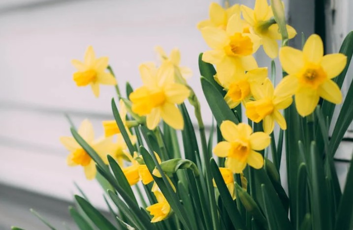 Rêver de jonquilles - 9 significations et symbolismes