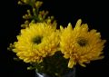 Rêver de chrysanthèmes - 9 Significations et Symbolismes