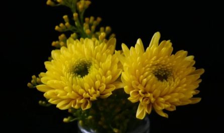 Rêver de chrysanthèmes - 9 Significations et Symbolismes
