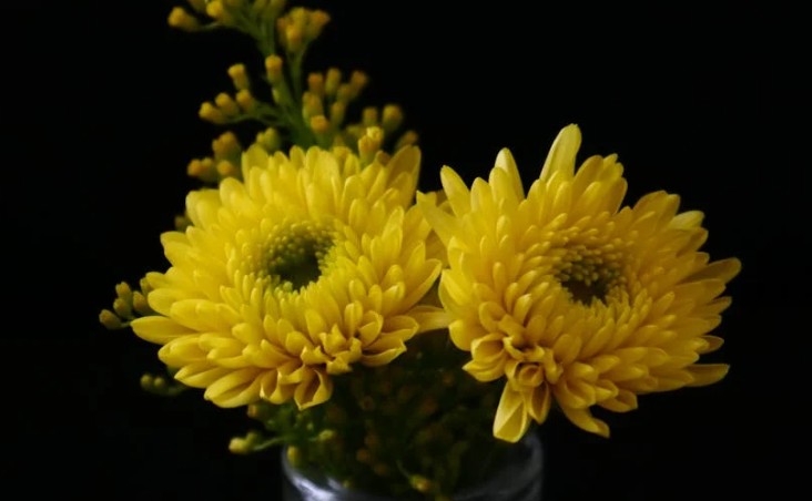 Rêver de chrysanthèmes - 9 Significations et Symbolismes