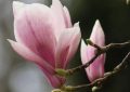 Rêver de fleurs de magnolia - 9 significations et symboles