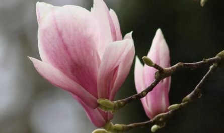 Rêver de fleurs de magnolia - 9 significations et symboles