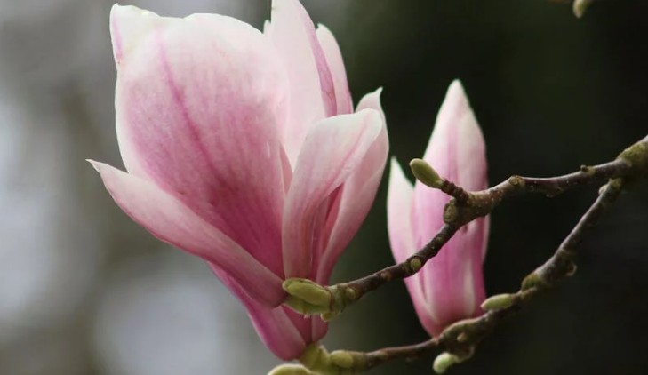 Rêver de fleurs de magnolia - 9 significations et symboles