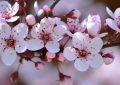 Rêver de fleurs de prunier - 9 Significations et Symbolismes