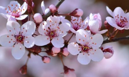 Rêver de fleurs de prunier - 9 Significations et Symbolismes