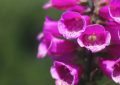 Rêver de fleurs épanouies - 9 significations et symboles