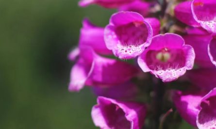 Rêver de fleurs épanouies - 9 significations et symboles