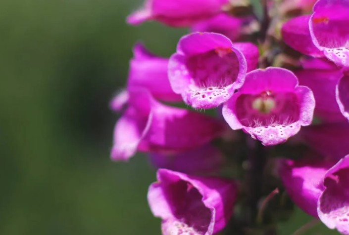 Rêver de fleurs épanouies - 9 significations et symboles