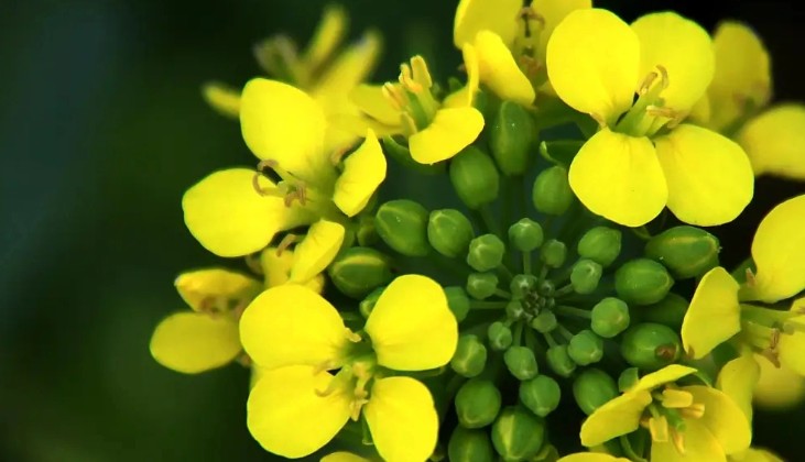 Rêver de fleurs de colza – 17 significations et symboles