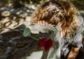 Rêver que son petit ami tue quelqu'un - 9 significations et symboles