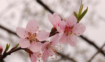 Rêver de fleurs de pêcher - 9 Significations et Symbolismes