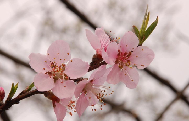 Rêver de fleurs de pêcher - 9 Significations et Symbolismes