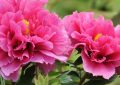 Rêver de pivoines - 9 significations et symbolismes