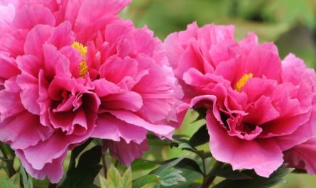 Rêver de pivoines - 9 significations et symbolismes