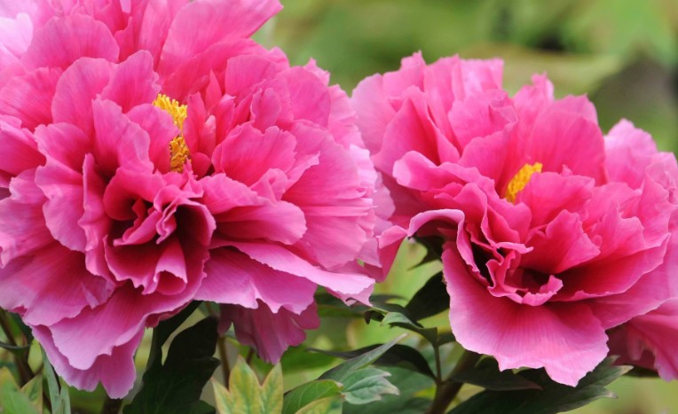 Rêver de pivoines - 9 significations et symbolismes