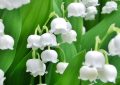 Rêver de muguet - 17 significations et symboles