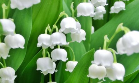 Rêver de muguet - 17 significations et symboles