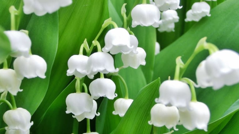Rêver de muguet - 17 significations et symboles