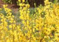 Rêver de fleurs de forsythia - 14 Significations et Symbolismes