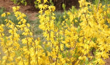 Rêver de fleurs de forsythia - 14 Significations et Symbolismes