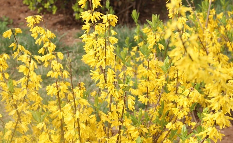 Rêver de fleurs de forsythia - 14 Significations et Symbolismes