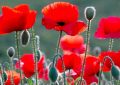 Rêver de coquelicots - 16 significations et symboles