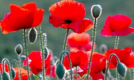 Rêver de coquelicots - 16 significations et symboles