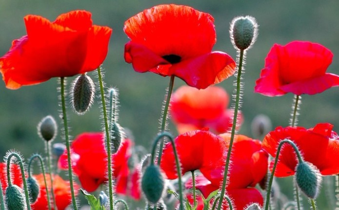 Rêver de coquelicots - 16 significations et symboles