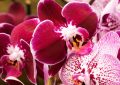 Rêver d'orchidées - 17 significations et symboles
