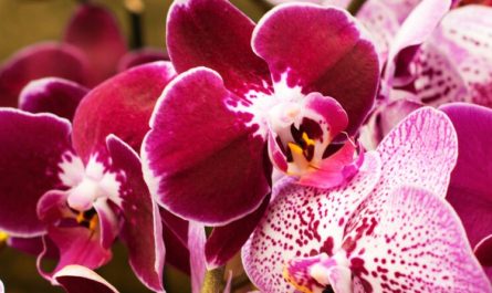 Rêver d'orchidées - 17 significations et symboles
