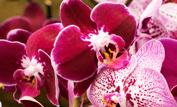 Rêver d'orchidées - 17 significations et symboles