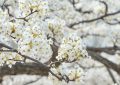 Rêver de fleurs de poirier