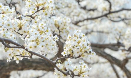 Rêver de fleurs de poirier
