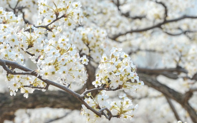 Rêver de fleurs de poirier