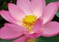 Rêver de fleurs de lotus