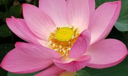 Rêver de fleurs de lotus