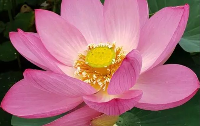 Rêver de fleurs de lotus