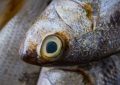 Rêver de manger du thon : 9 Significations et Symbolismes