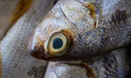 Rêver de manger du thon : 9 Significations et Symbolismes