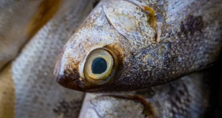 Rêver de manger du thon : 9 Significations et Symbolismes